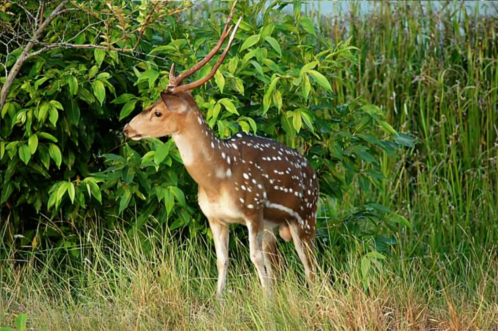 সর্ববৃহৎ ম্যানগ্রোভ বন সুন্দরবন 5 সুন্দরবন