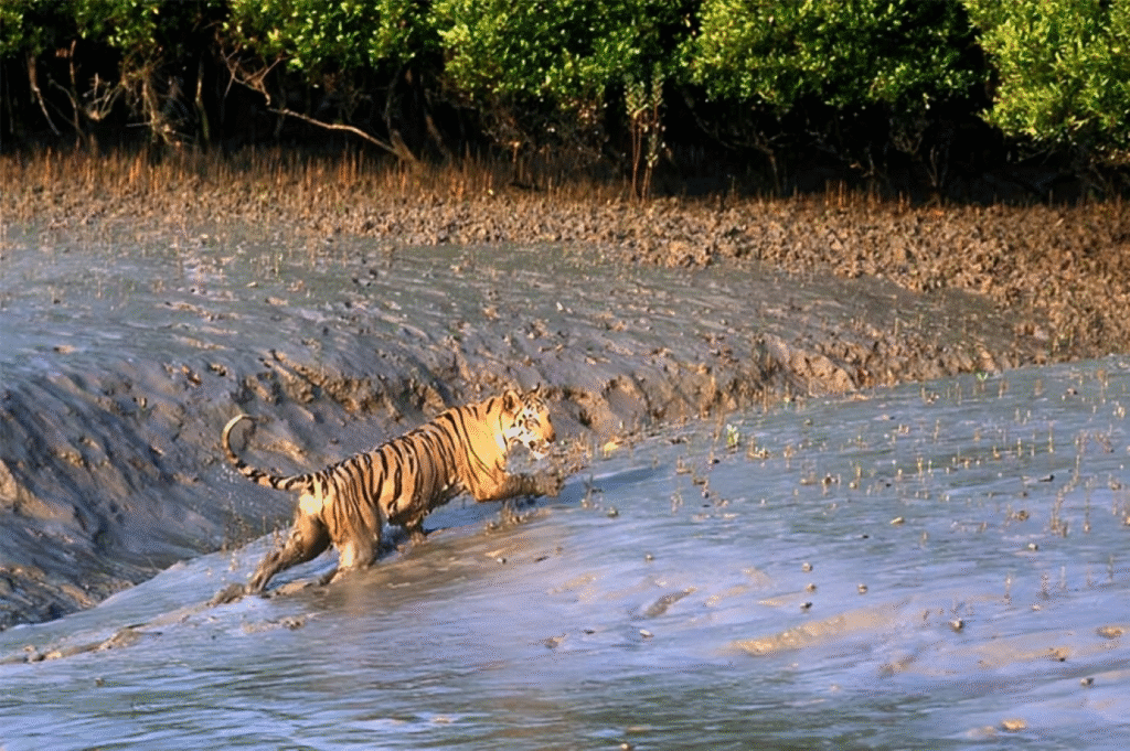 সর্ববৃহৎ ম্যানগ্রোভ বন সুন্দরবন 2 সুন্দরবন
