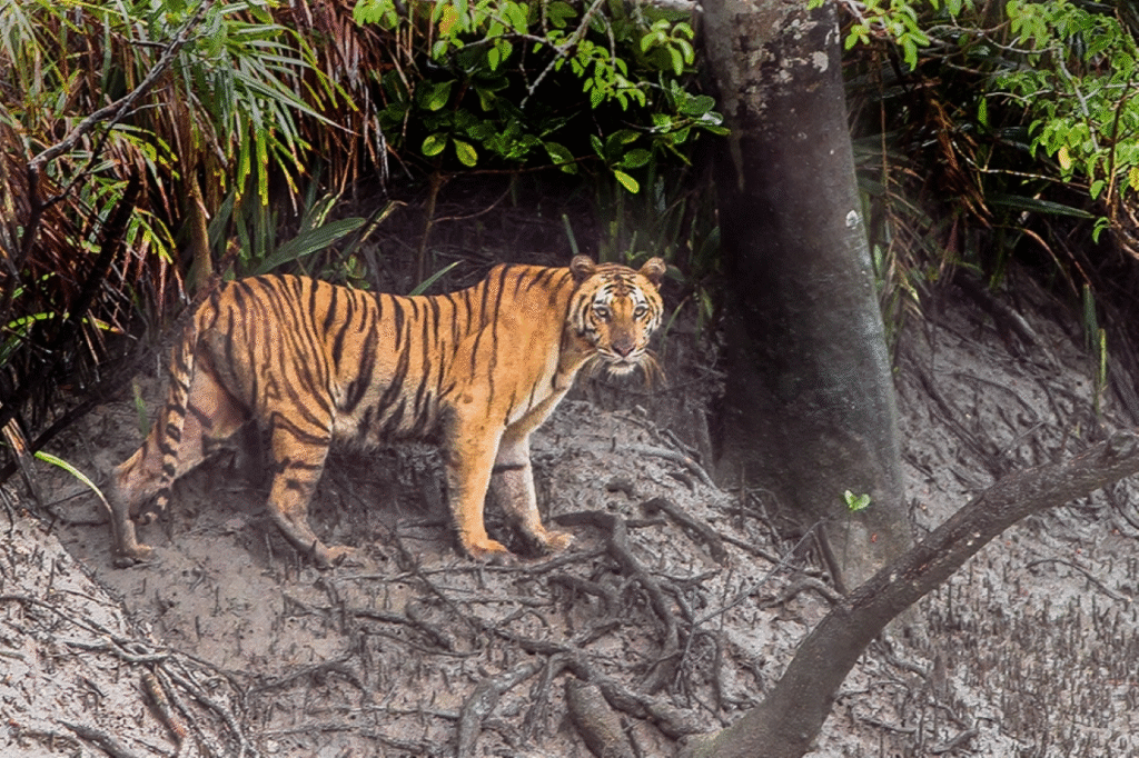 সর্ববৃহৎ ম্যানগ্রোভ বন সুন্দরবন 4 সুন্দরবন
