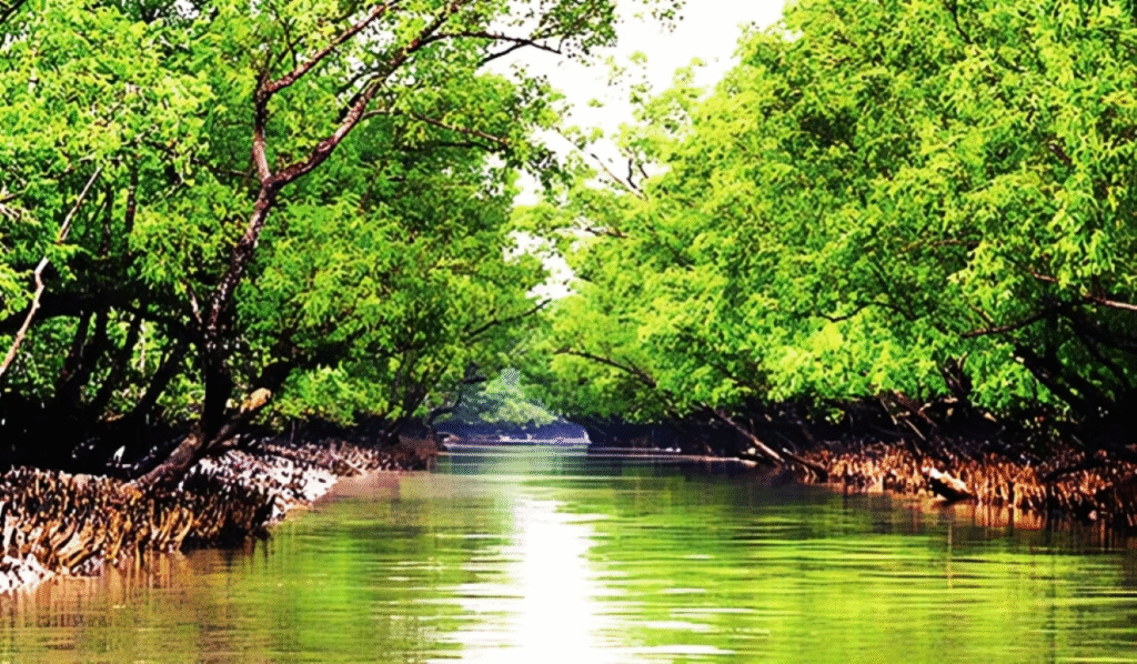 সর্ববৃহৎ ম্যানগ্রোভ বন সুন্দরবন 8 সুন্দরবন