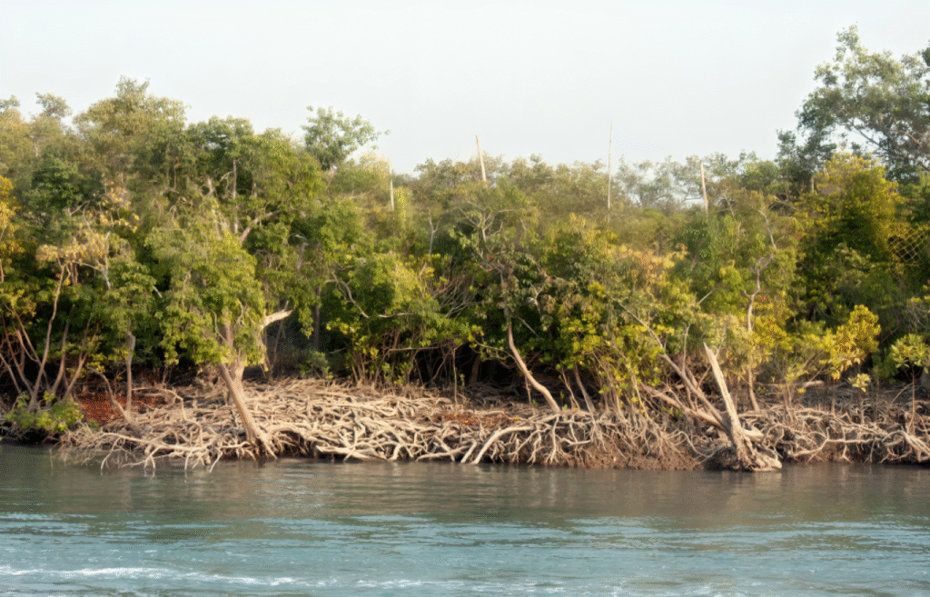 সর্ববৃহৎ ম্যানগ্রোভ বন সুন্দরবন 7 সুন্দরবন
