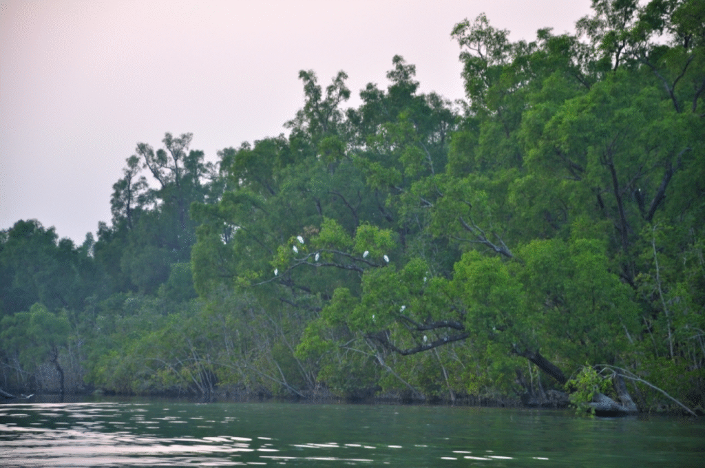 সর্ববৃহৎ ম্যানগ্রোভ বন সুন্দরবন 6 সুন্দরবন